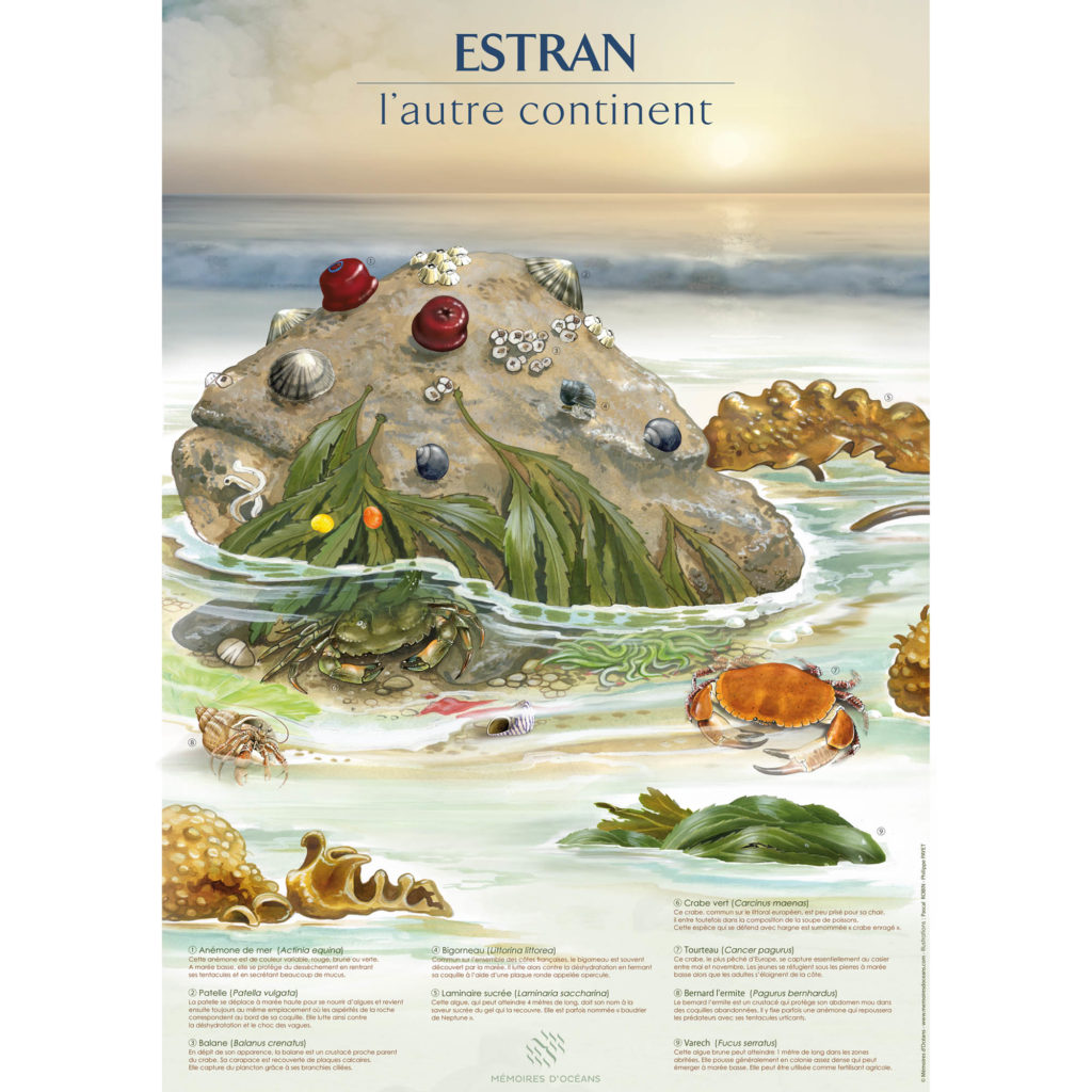 affiche estran
