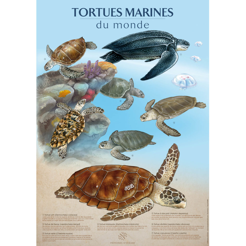 affiche tortue