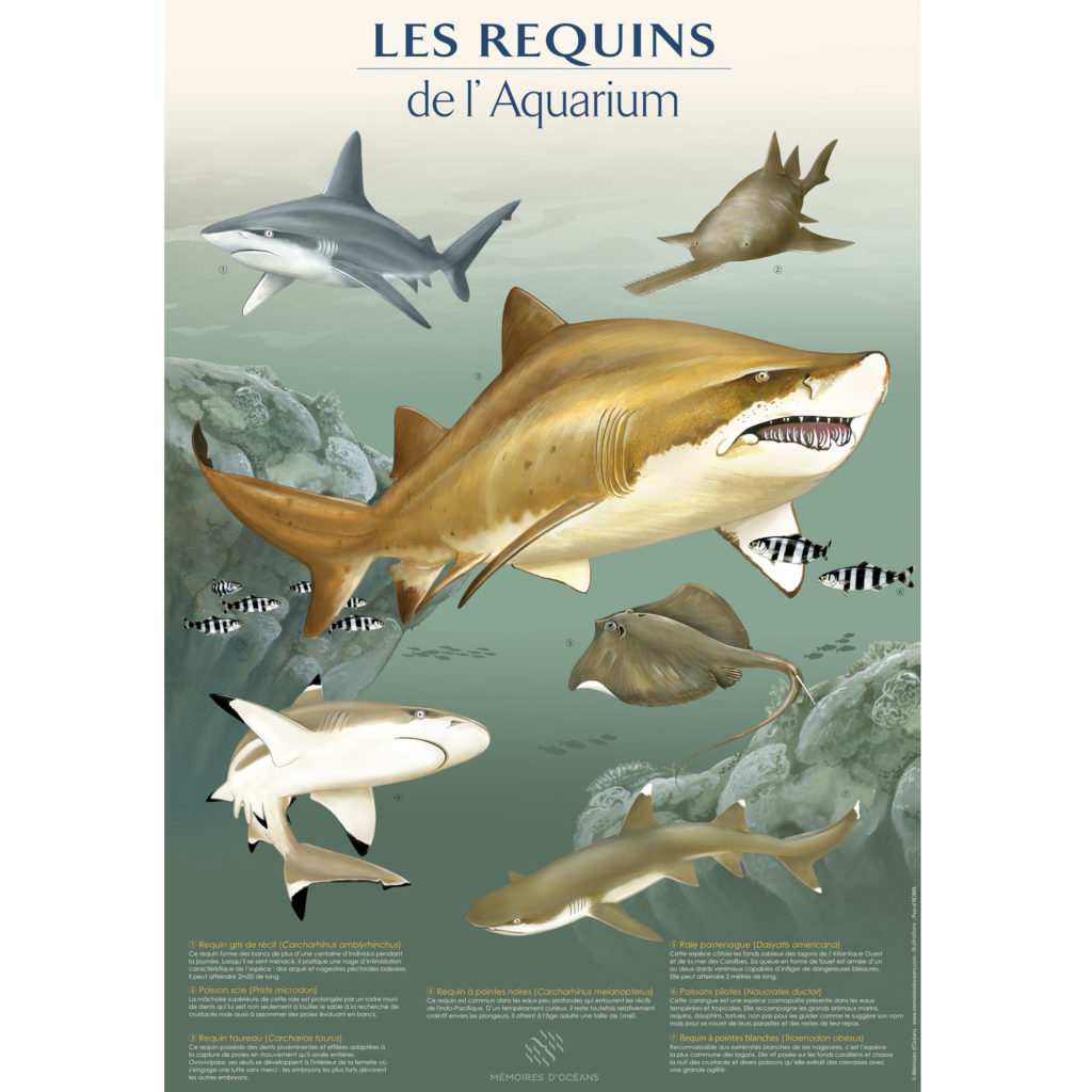 affiche les requins