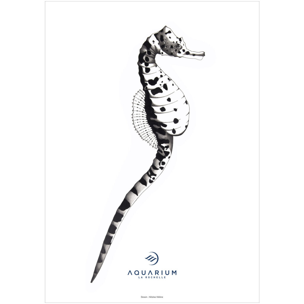 Affiche Hippocampe à gros ventre