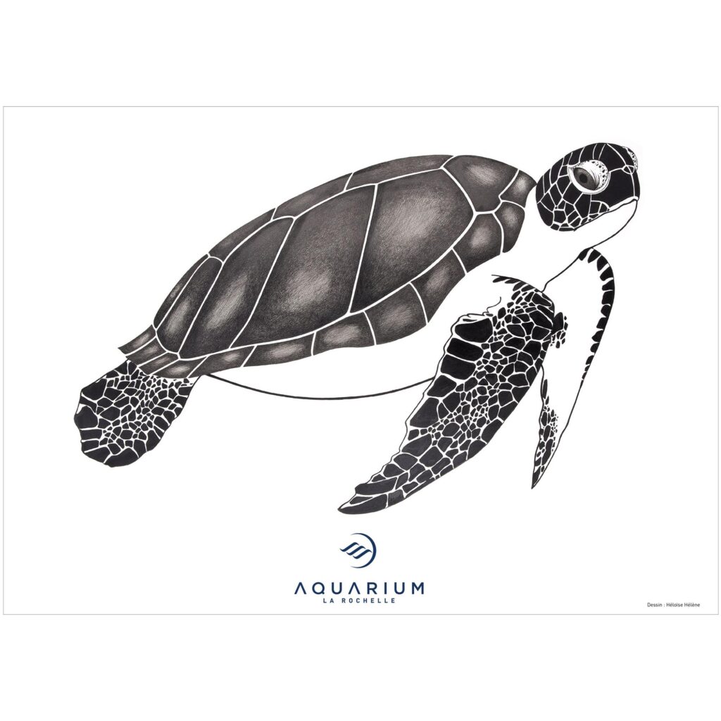 Affiche Tortue verte