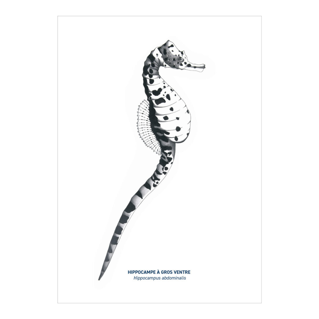 Carte A5 Hippocampe noir & blanc