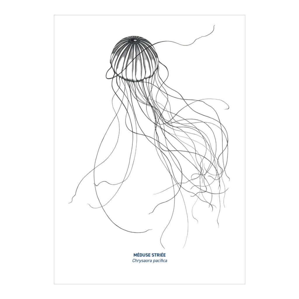 Carte A5 Méduse noir & blanc