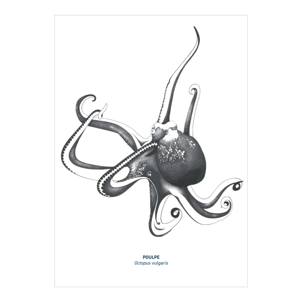 Carte A5 Poulpe noir & blanc