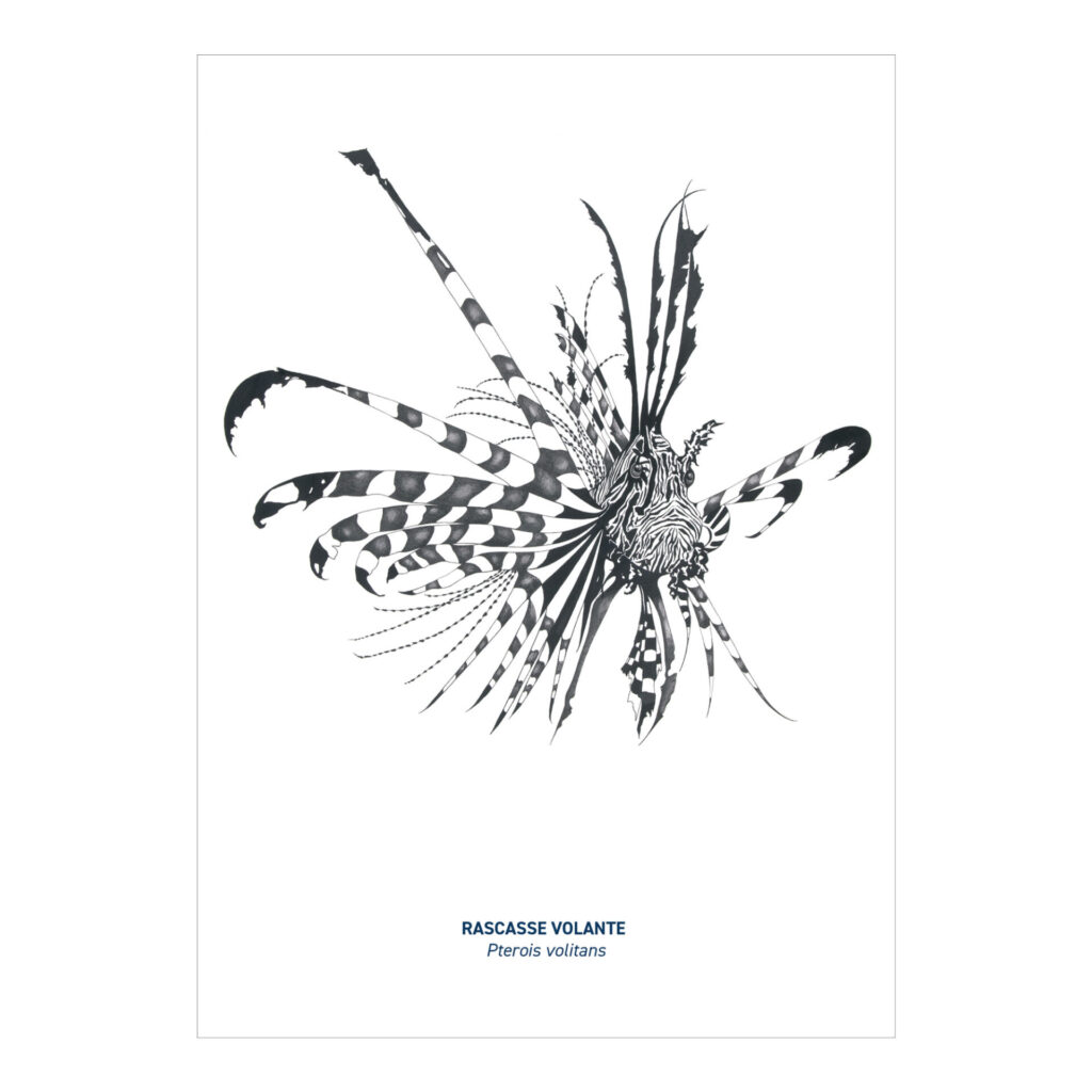 Carte A5 Rascasse noir & blanc