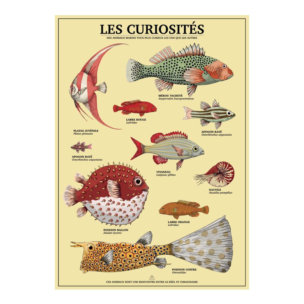 Carte A5 poissons Curiosités