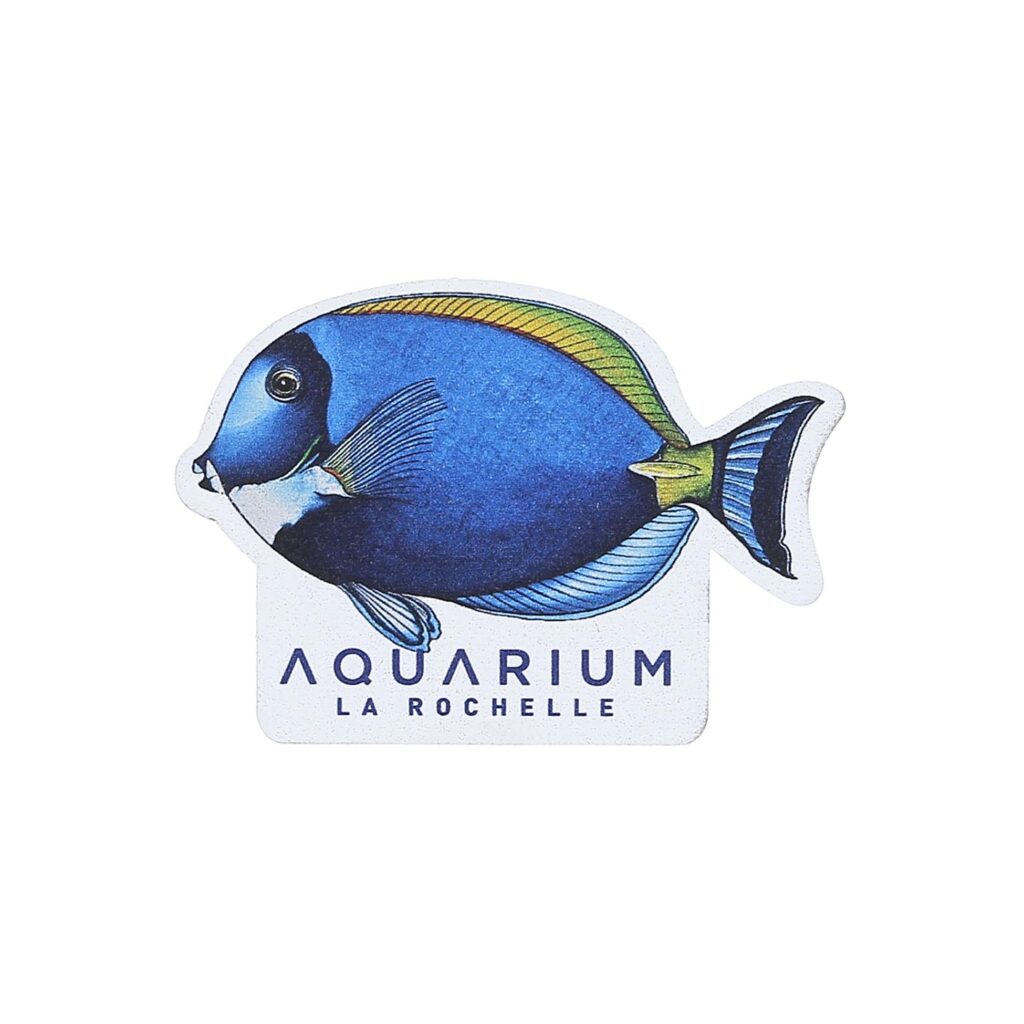 Magnet bois poisson chirurgien Aquarium La Rochelle
