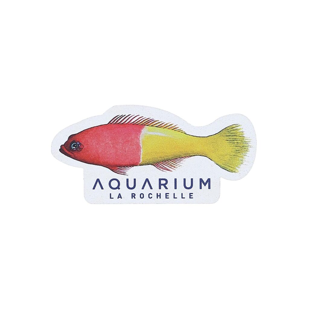 Magnet bois poisson vanille fraise Aquarium La Rochelle