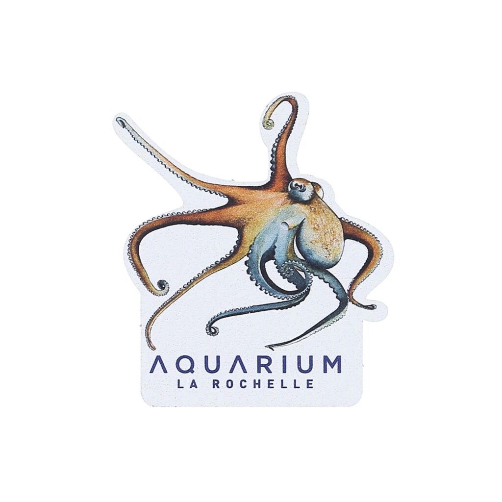 Magnet bois poulpe Aquarium La Rochelle