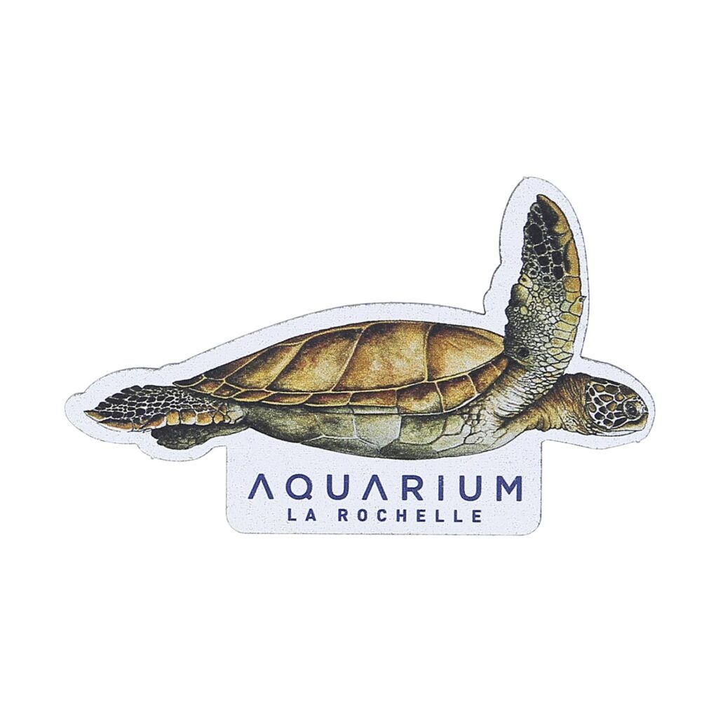 Magnet bois tortue verte Aquarium La Rochelle