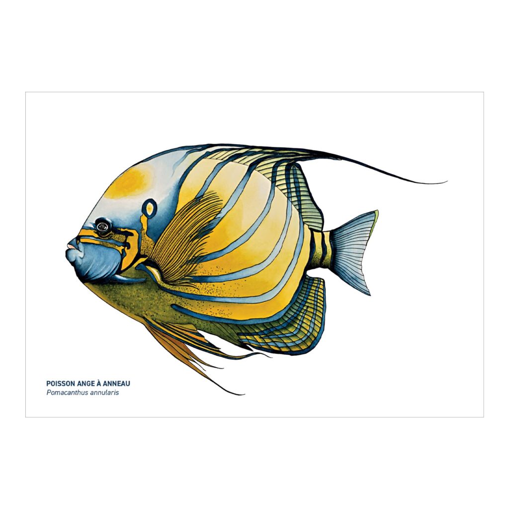Carte A5 Poisson ange à anneau