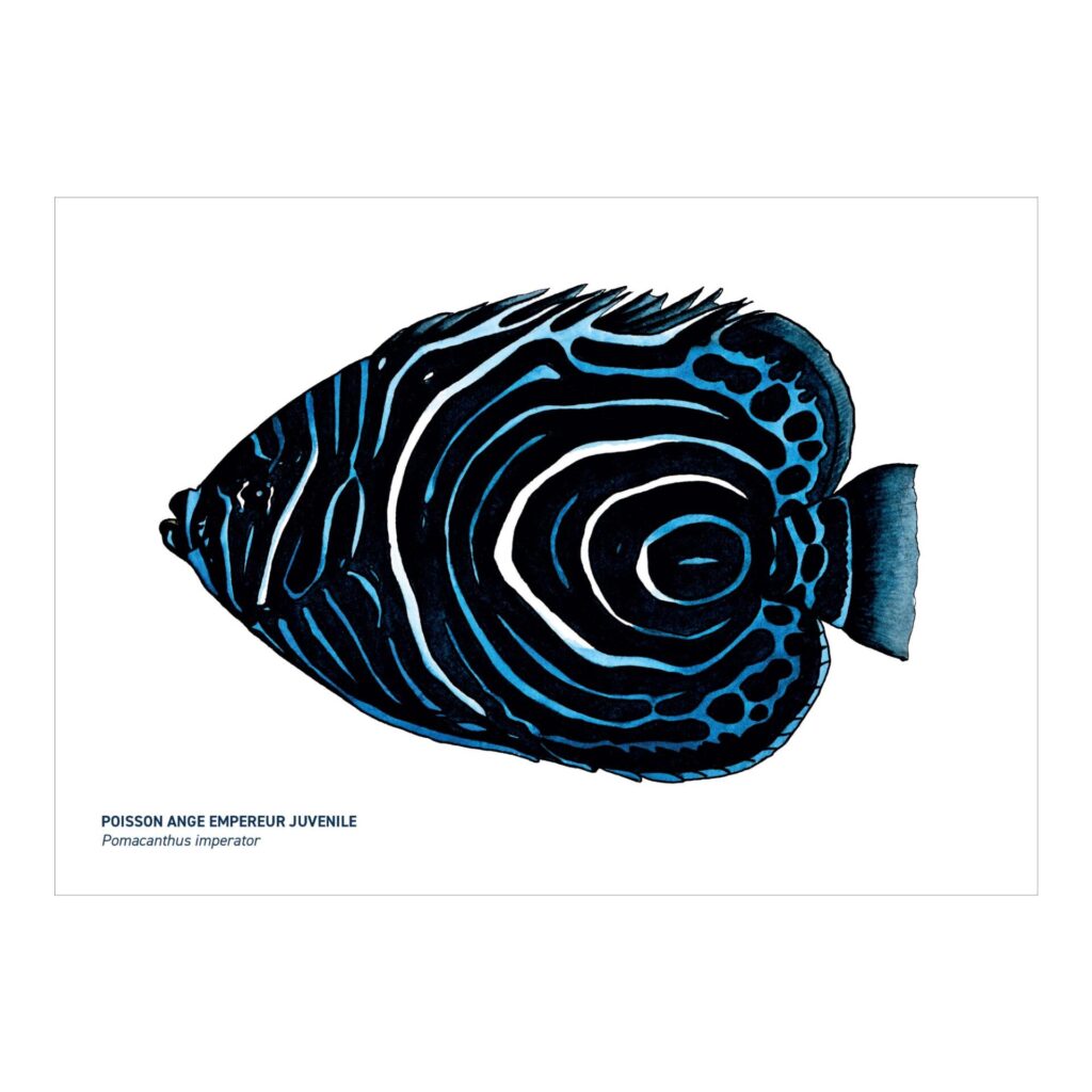 Carte A5 Poisson ange empereur juvénile