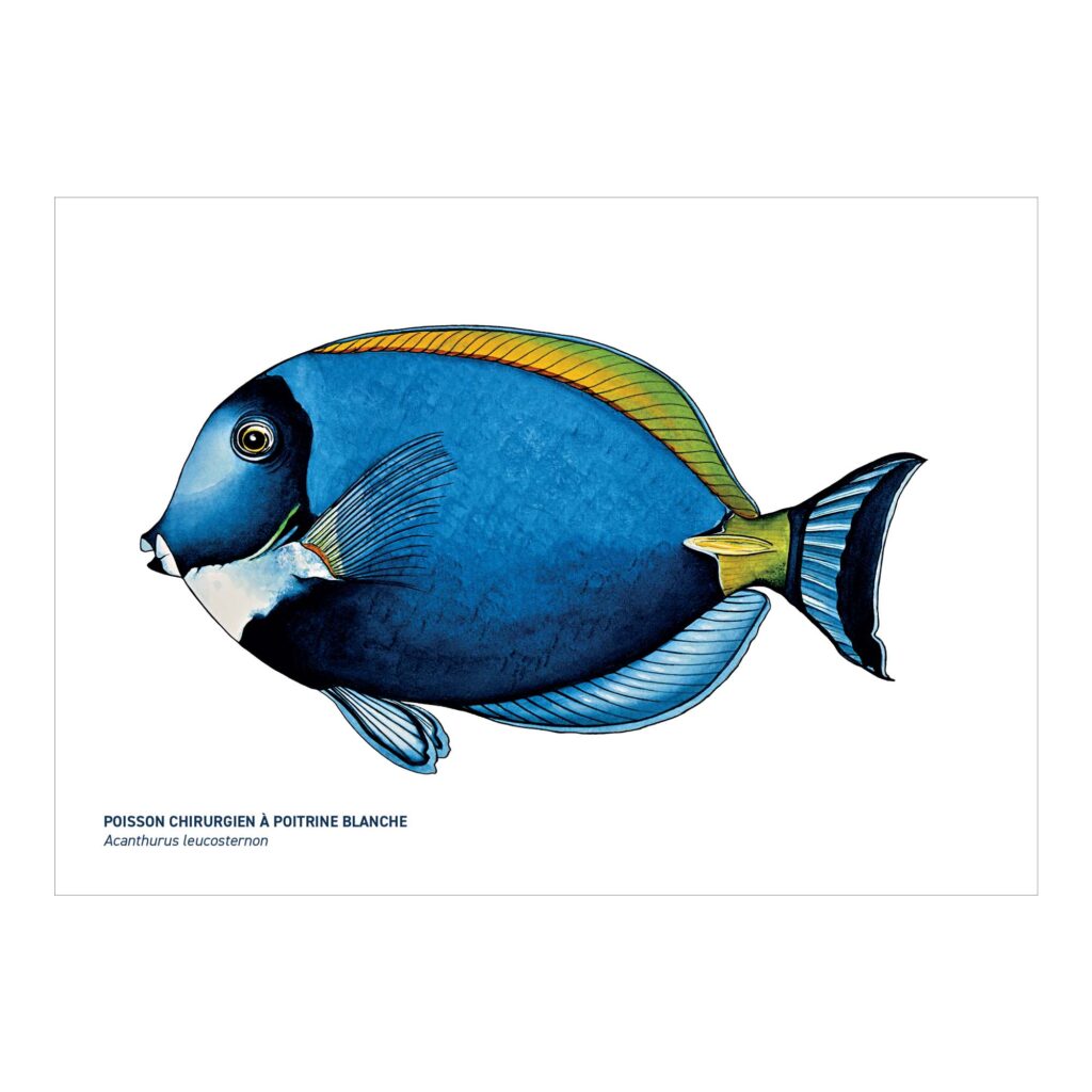 Carte A5 Poisson chirurgien