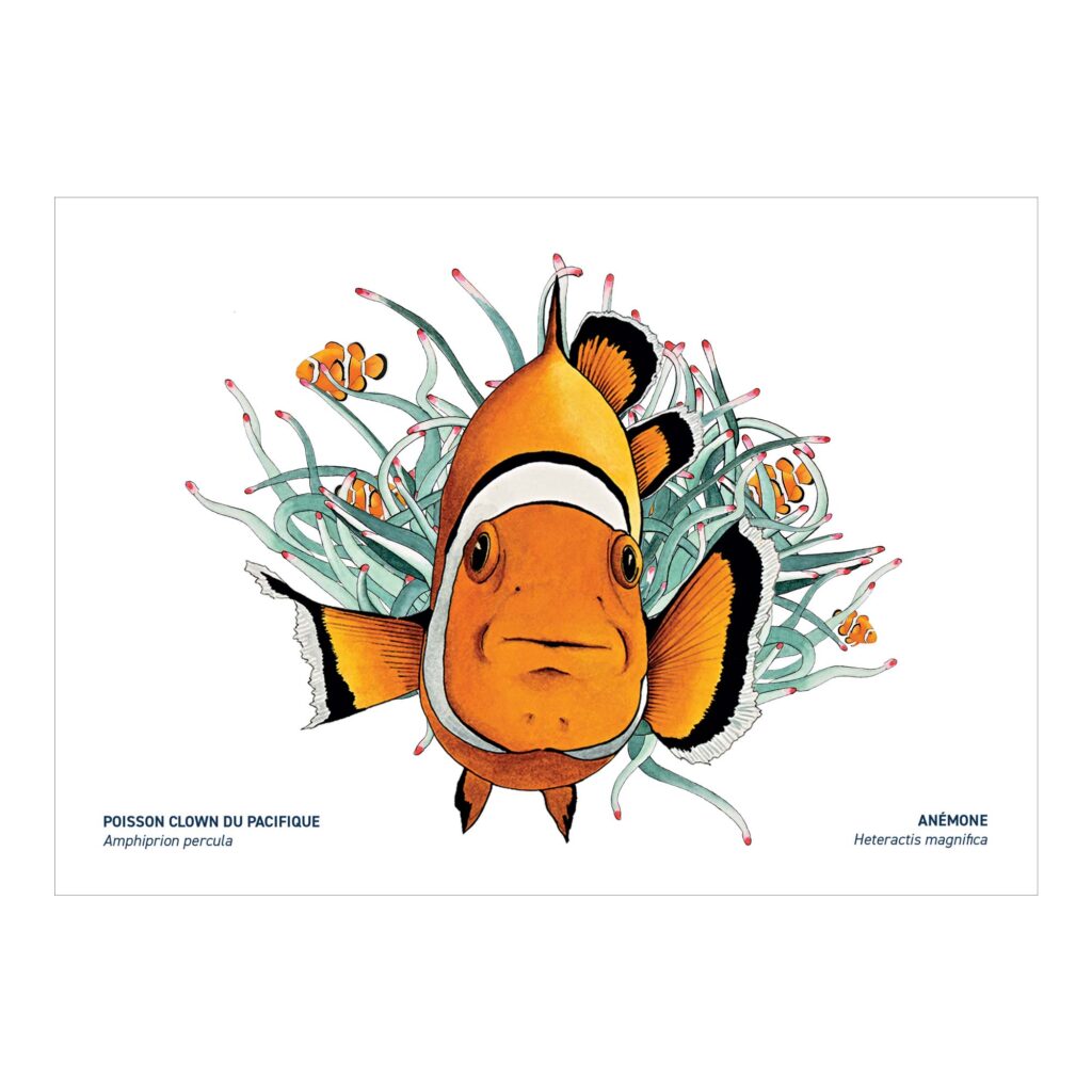 Carte A5 Poisson clown et anémone