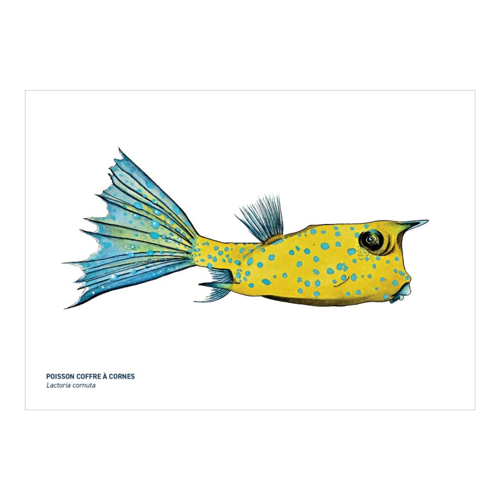 Carte A5 Poisson coffre