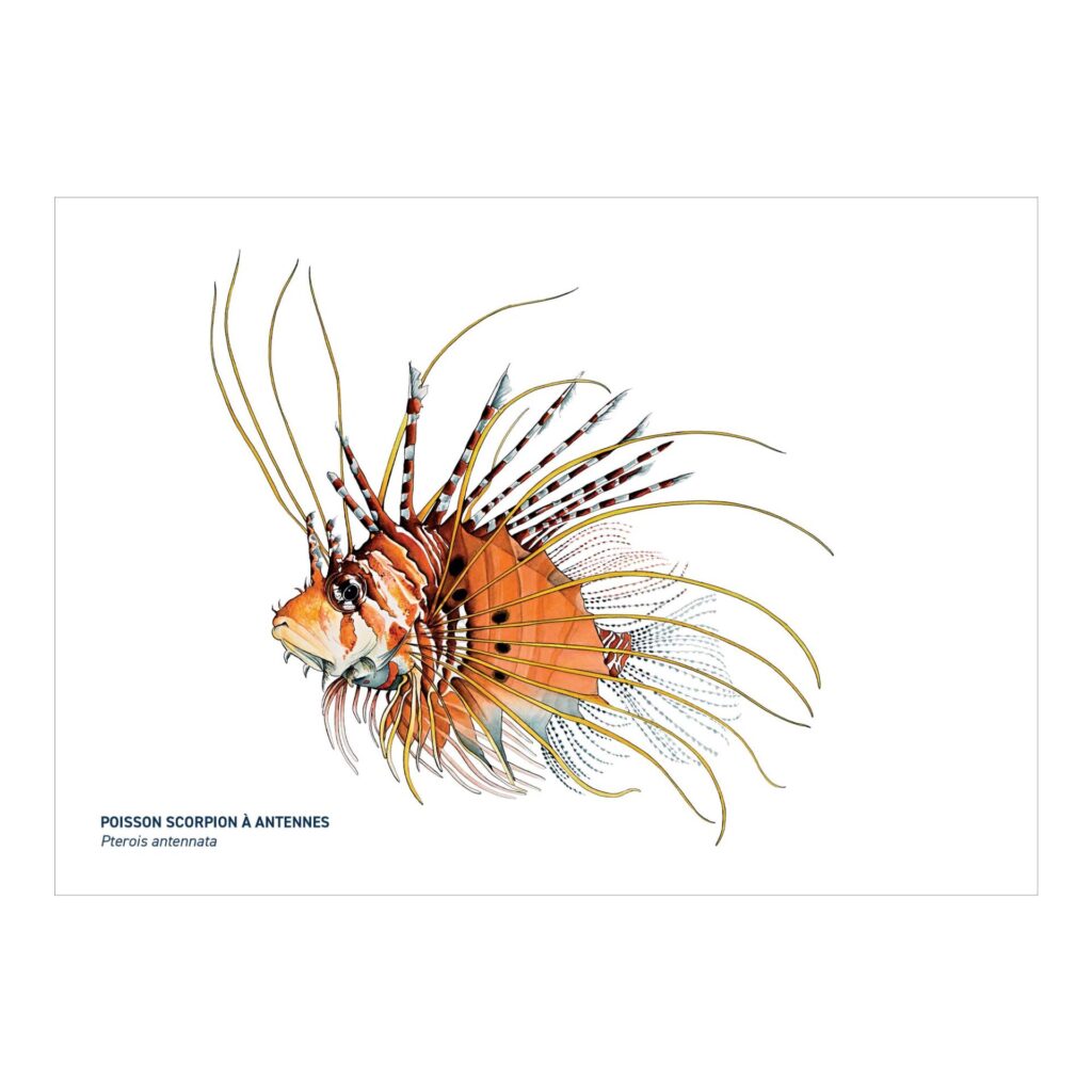 Carte A5 Poisson scorpion