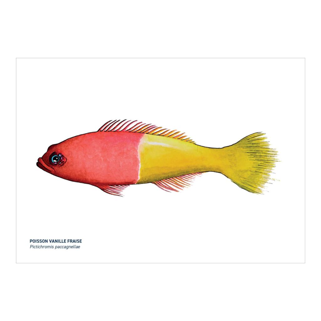 Carte A5 Poisson vanille fraise