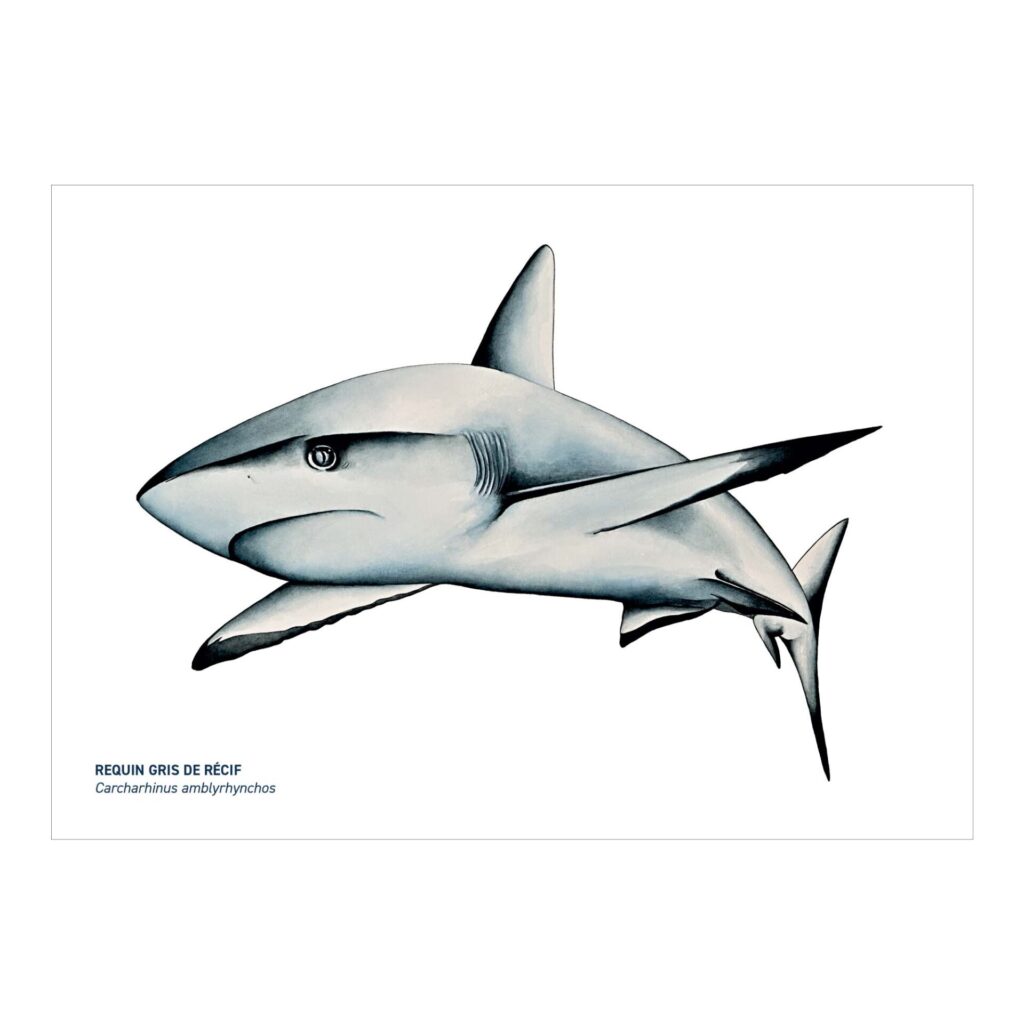 Carte A5 Requin gris de récif