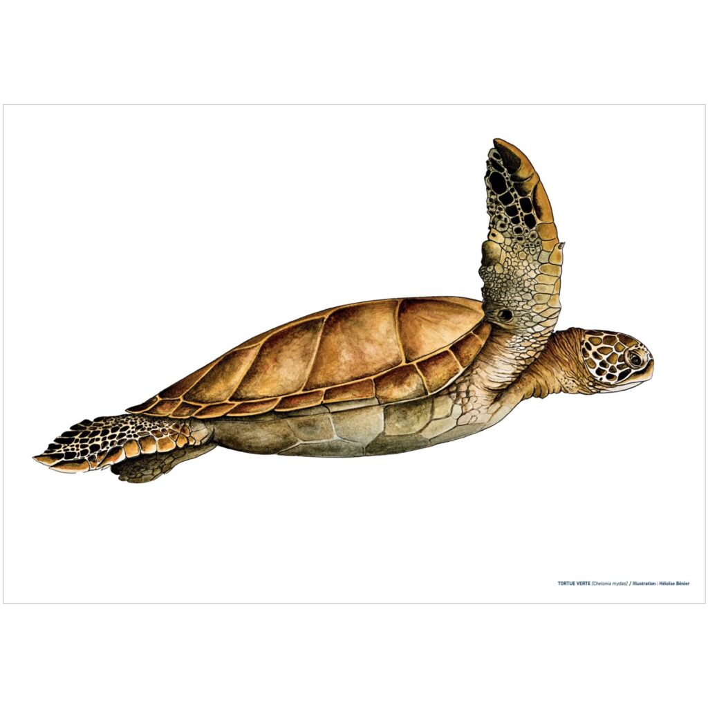 Affiche tortue couleur Aquarium La Rochelle 2026